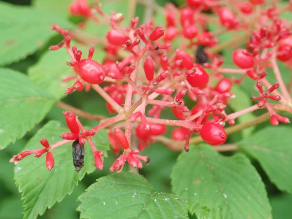 Viburnum Plicatum Tomentosum