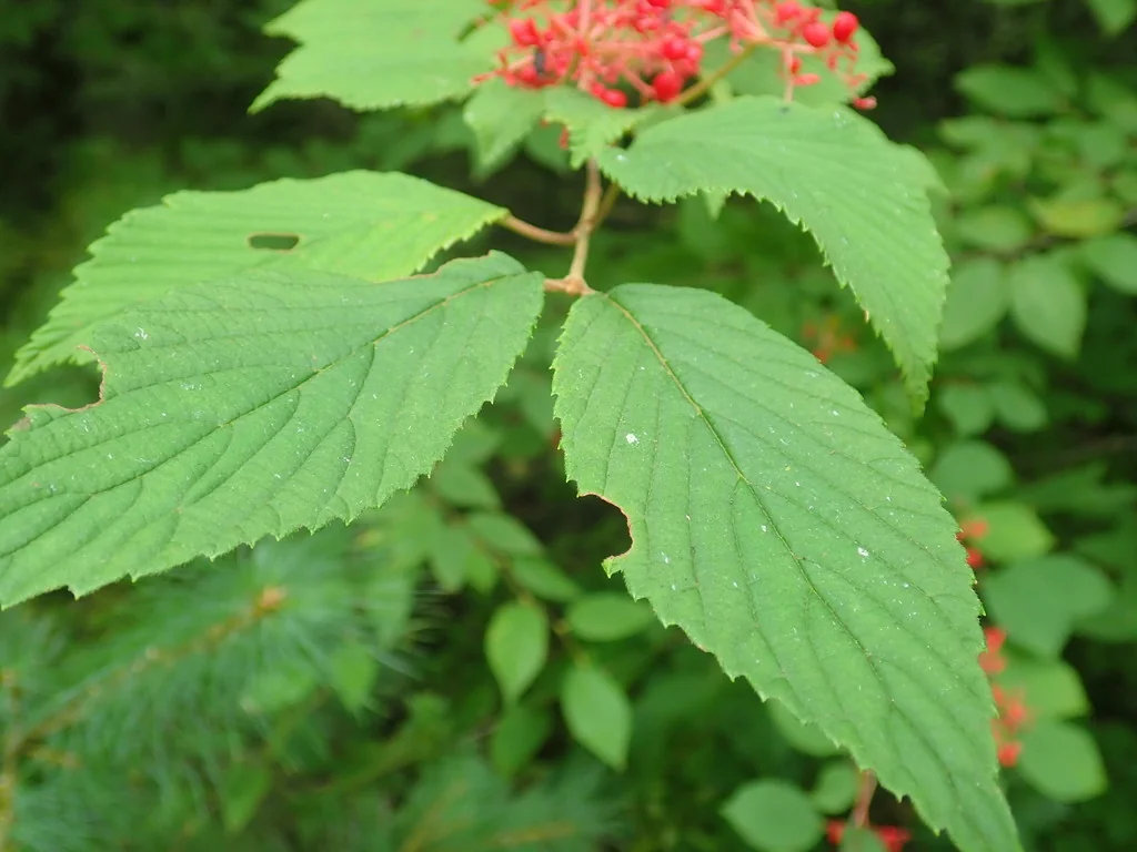 Viburnum Plicatum Tomentosum