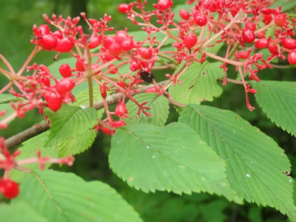 Viburnum Plicatum Tomentosum