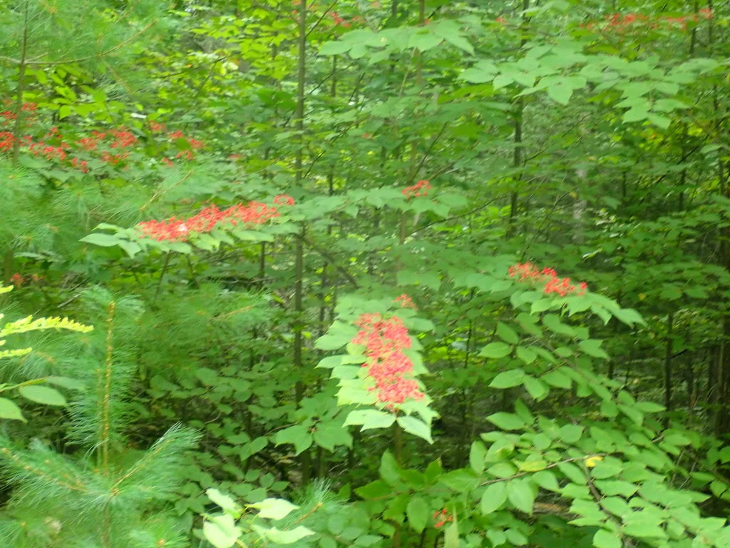Viburnum Plicatum Tomentosum