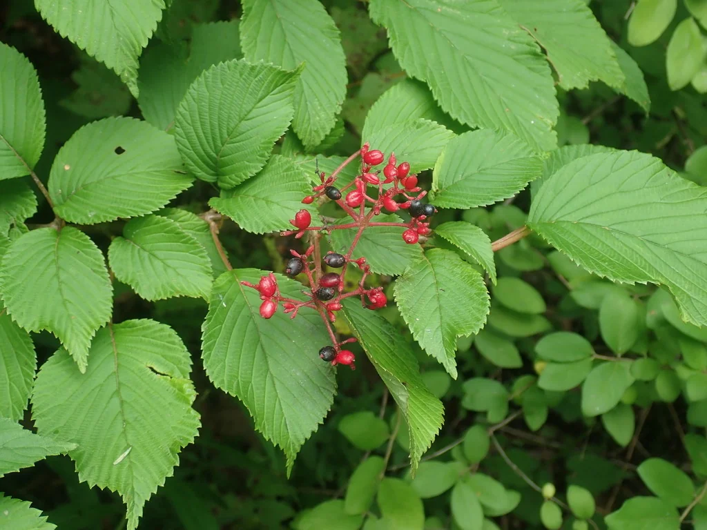 Viburnum Plicatum Tomentosum