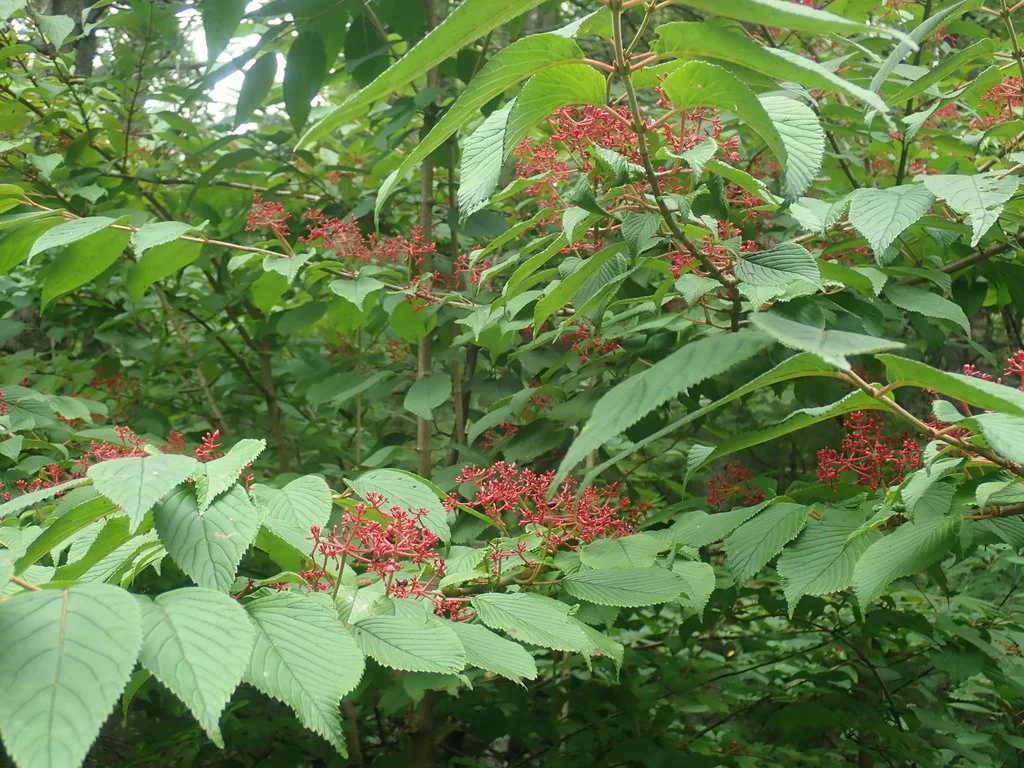 Viburnum Plicatum Tomentosum