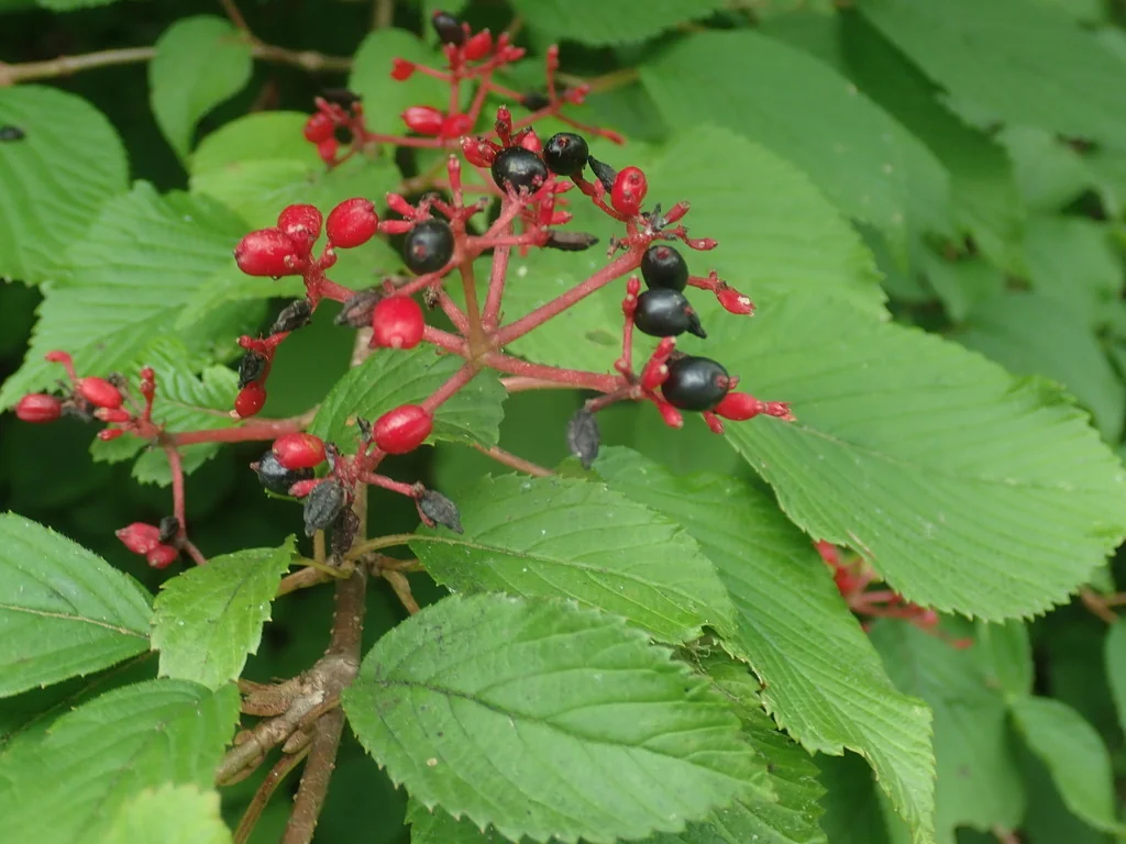 Viburnum Plicatum Tomentosum