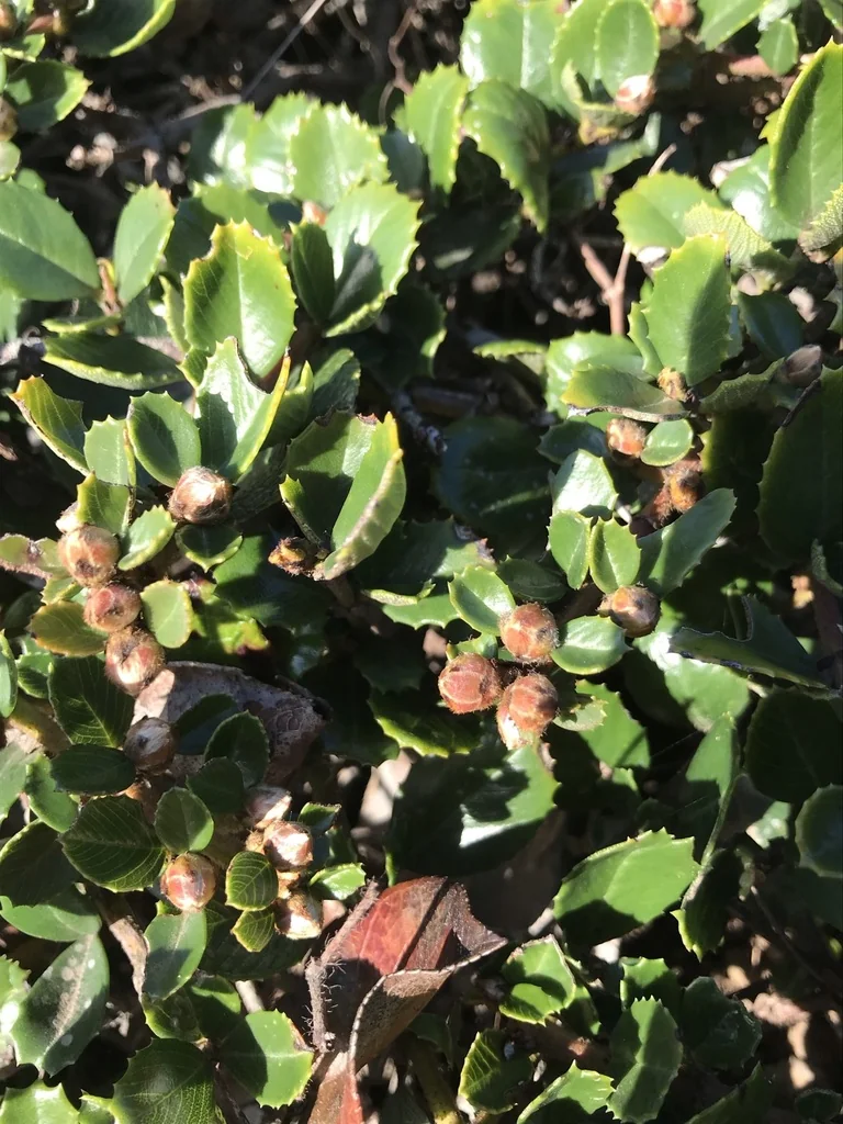 Ceanothus Gloriosus