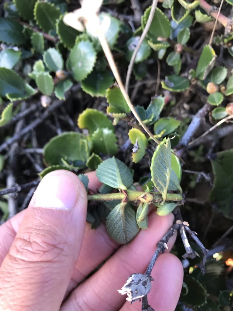 Ceanothus Gloriosus