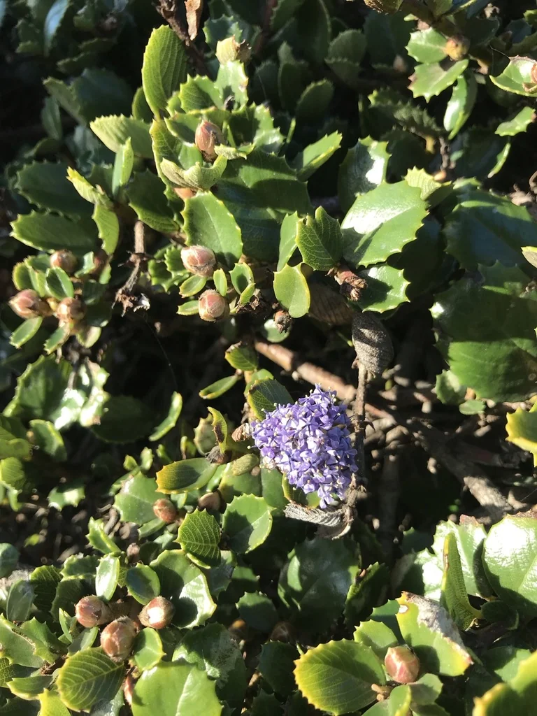 Ceanothus Gloriosus