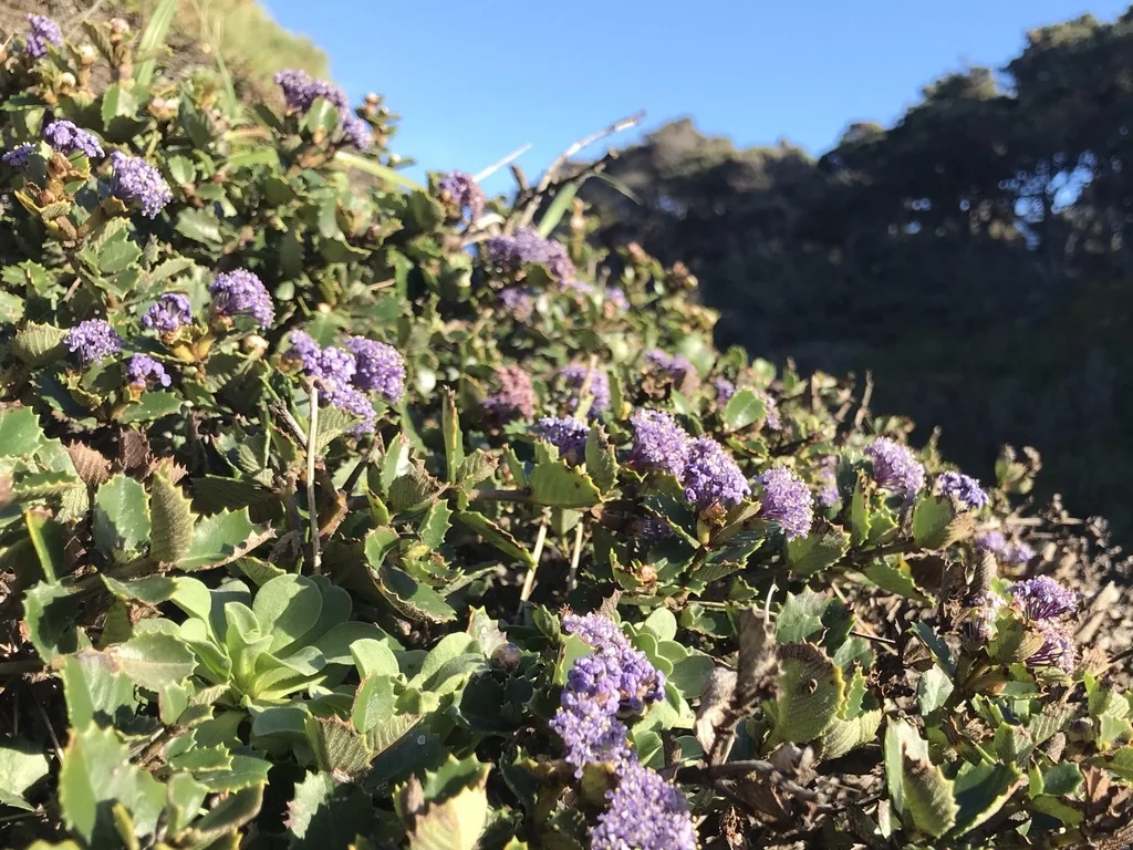Ceanothus Gloriosus