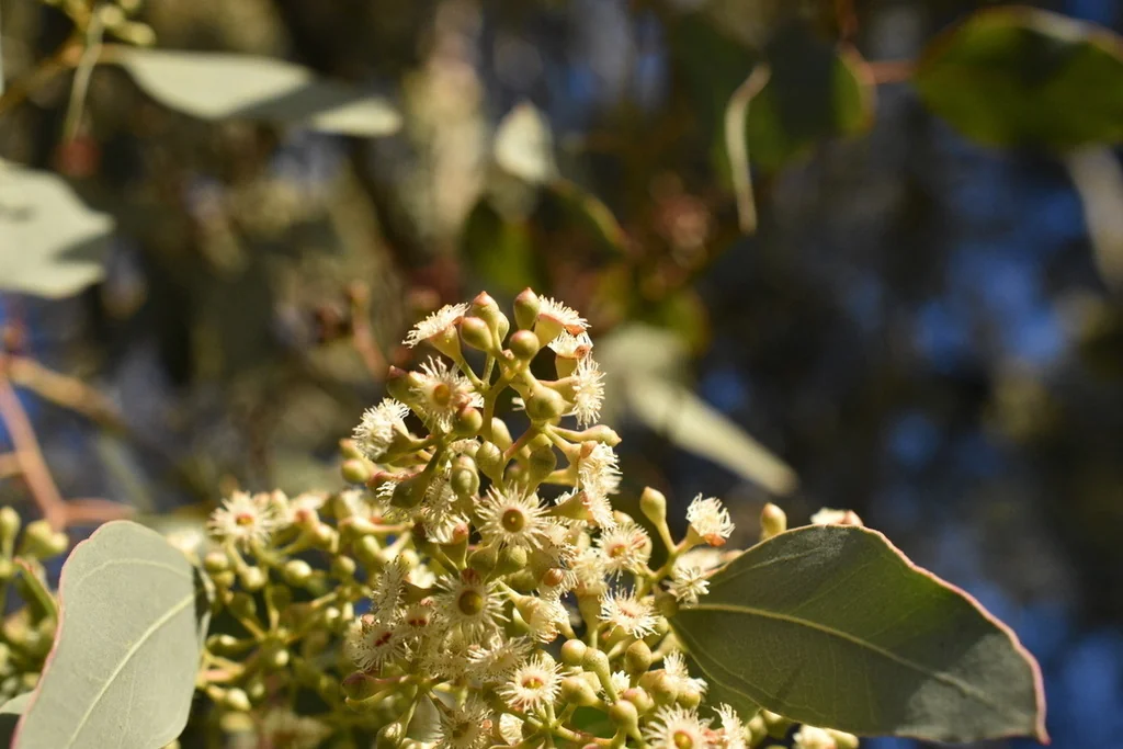 Eucalyptus Polyanthemos