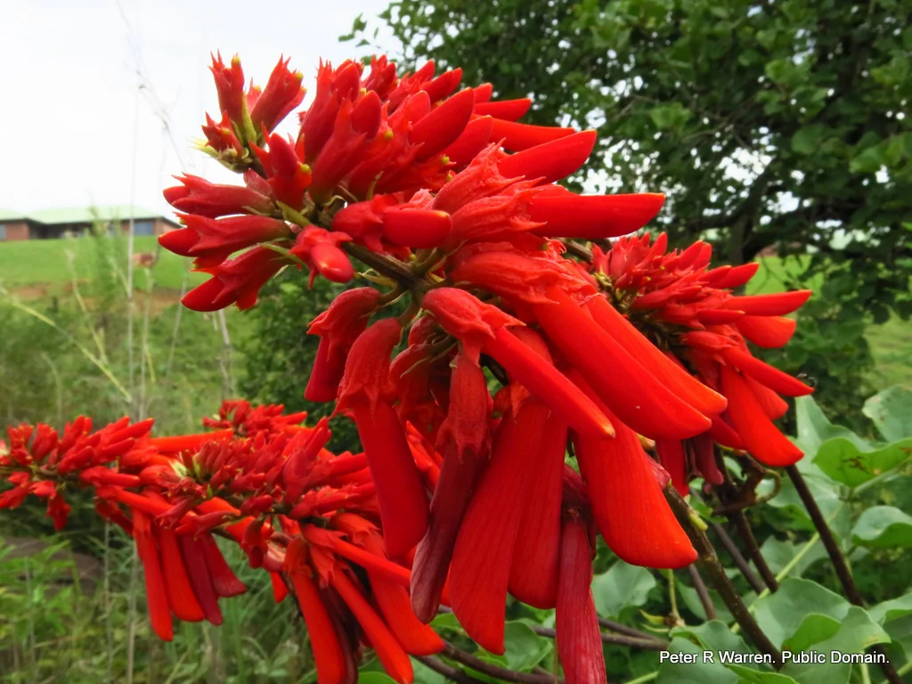 Erythrina Humeana