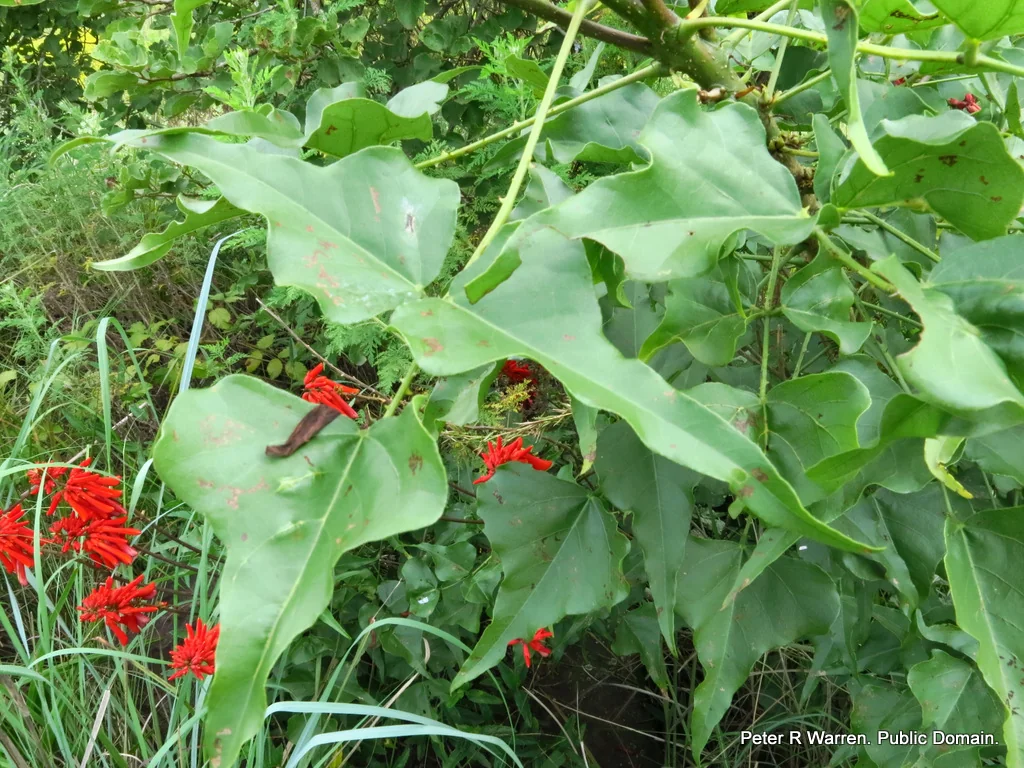 Erythrina Humeana