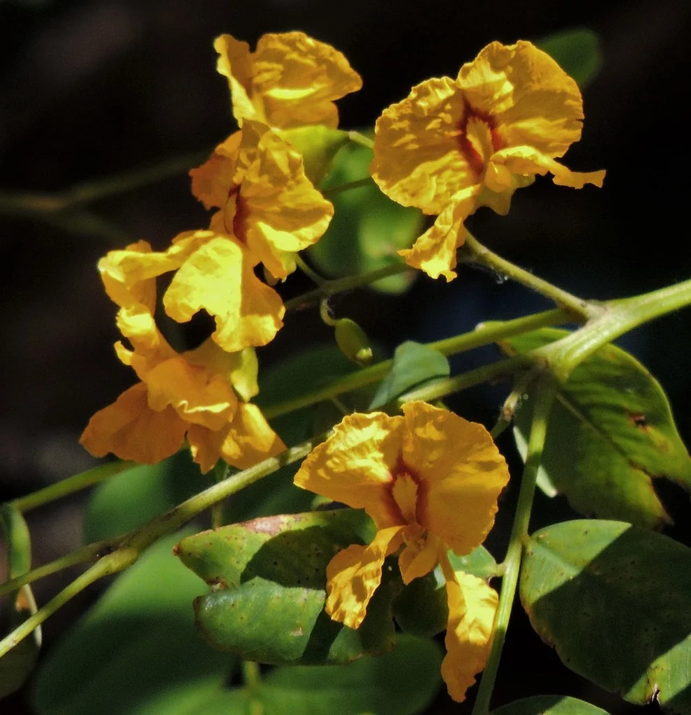 Tipuana Tipu