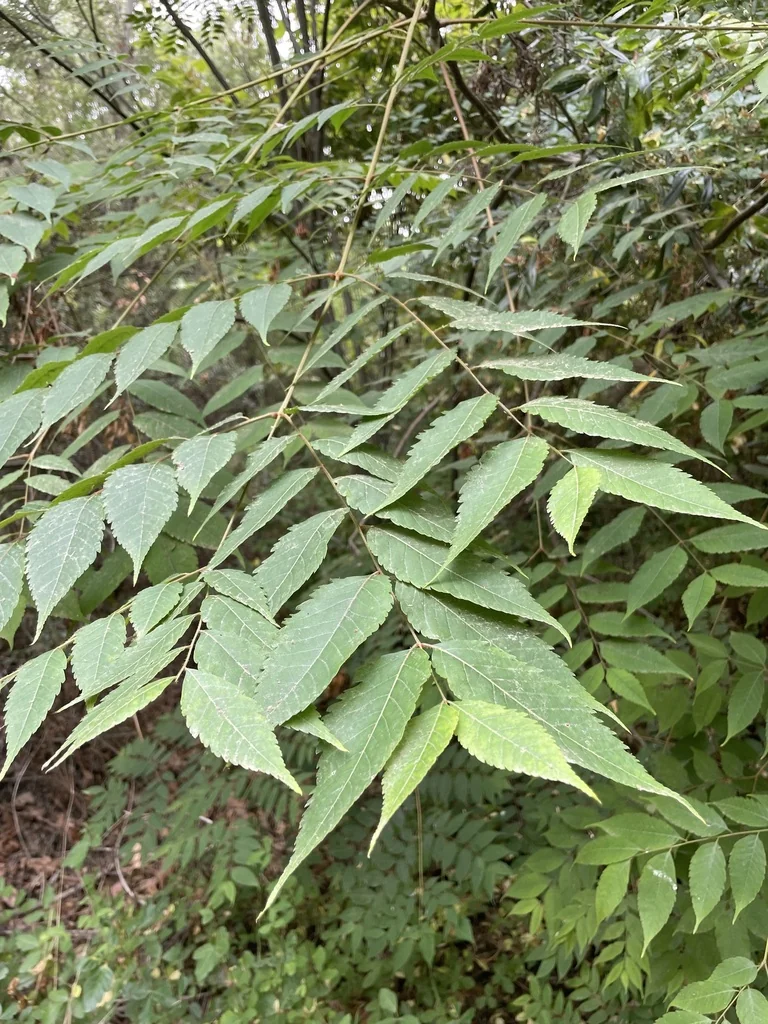 Koelreuteria Bipinnata