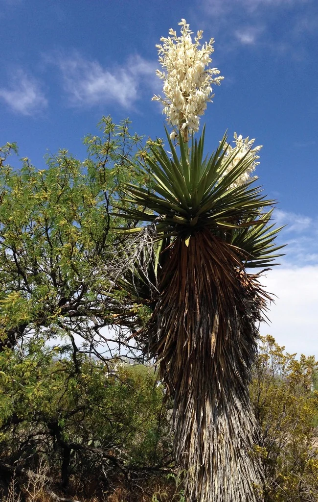 Yucca Faxoniana