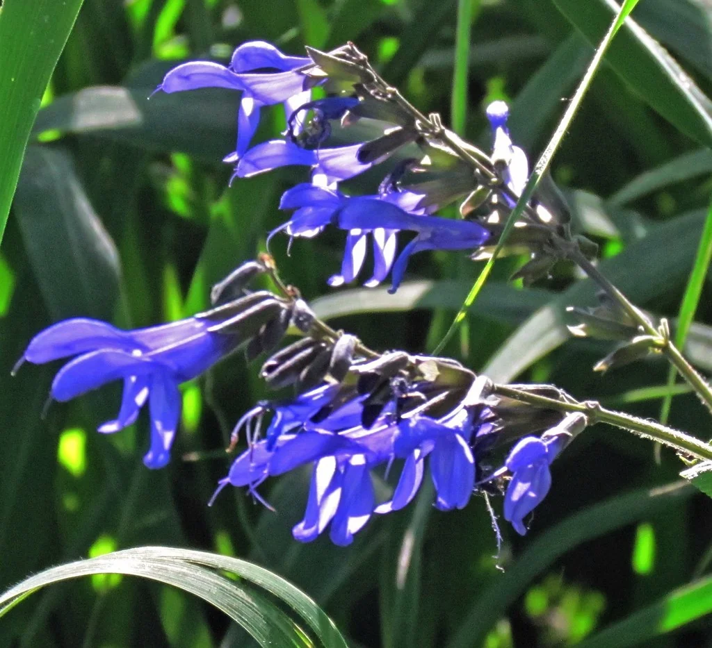 Salvia Guaranitica