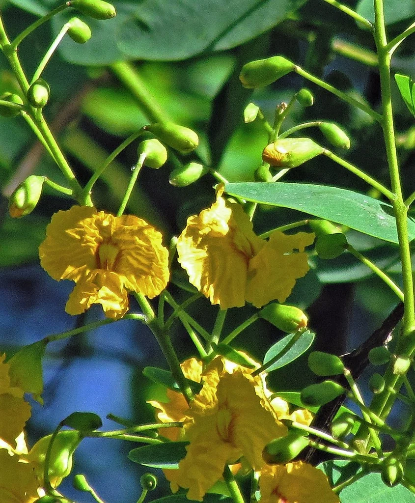 Tipuana Tipu