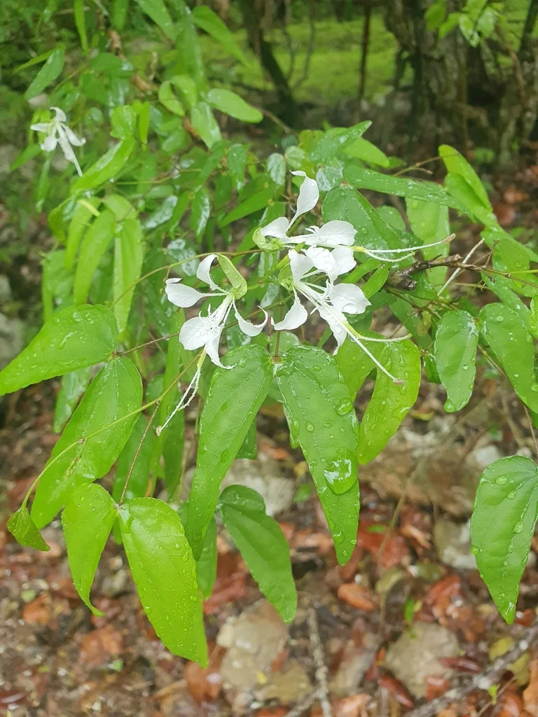 Bauhinia Mexicana