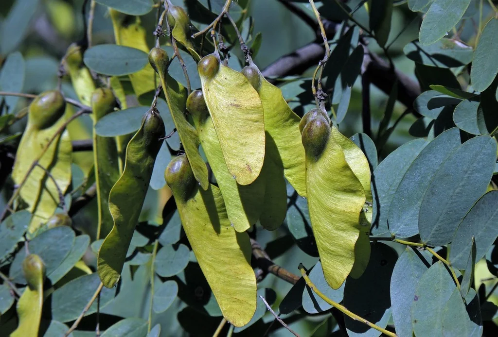 Tipuana Tipu
