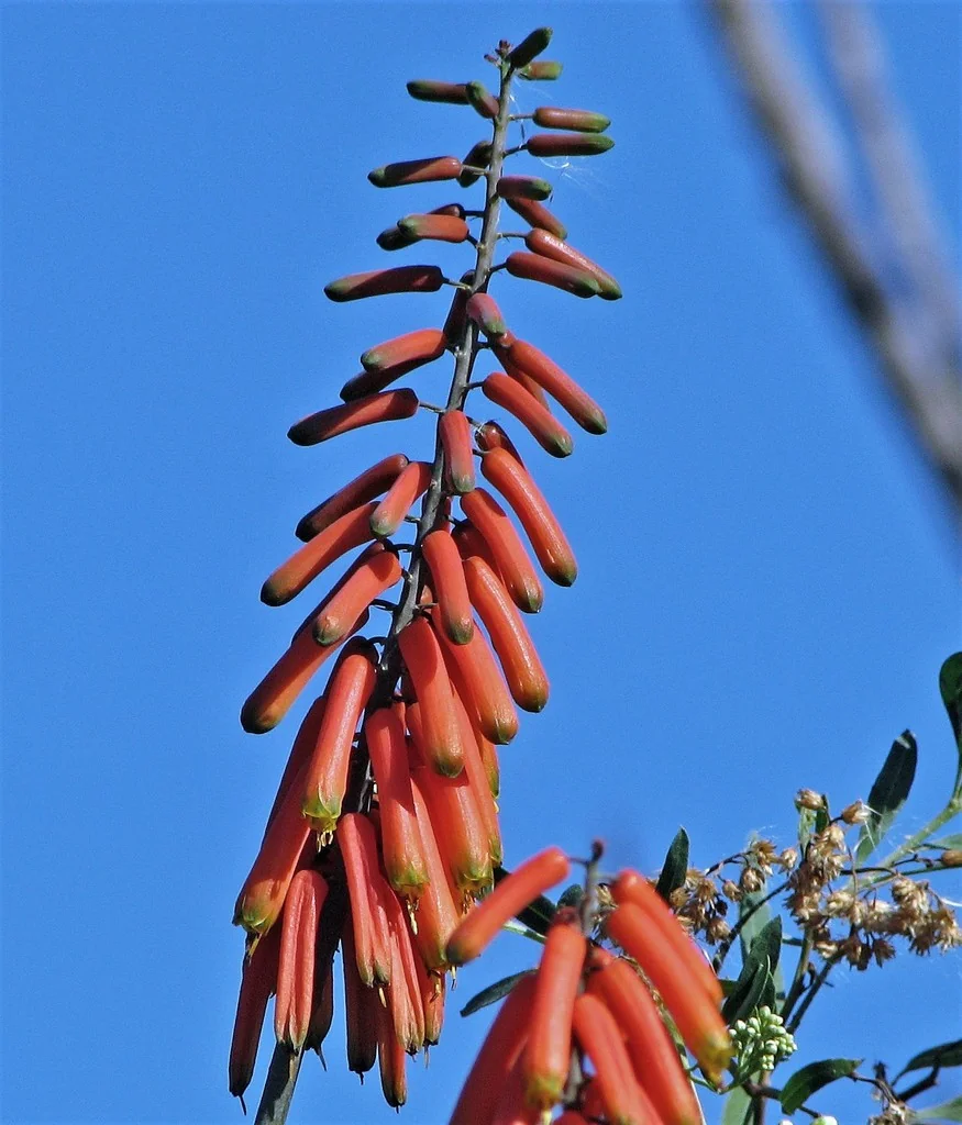 Aloe Ciliaris
