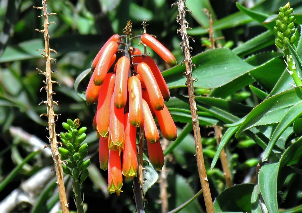 Aloe Ciliaris