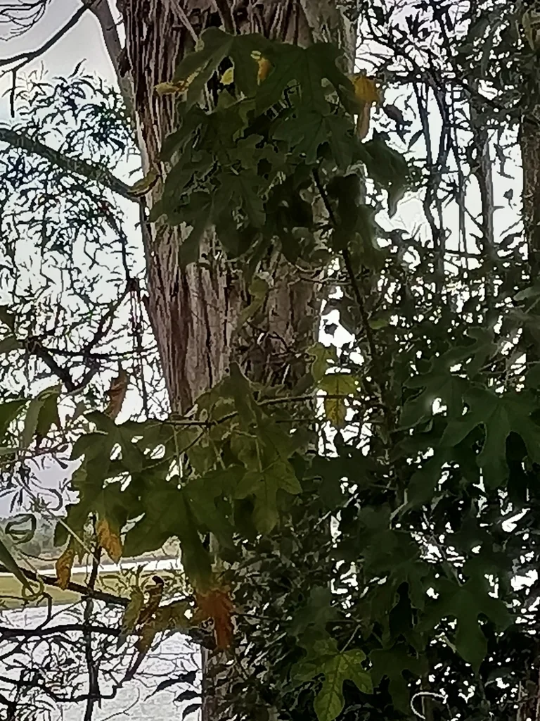 Brachychiton Acerifolius