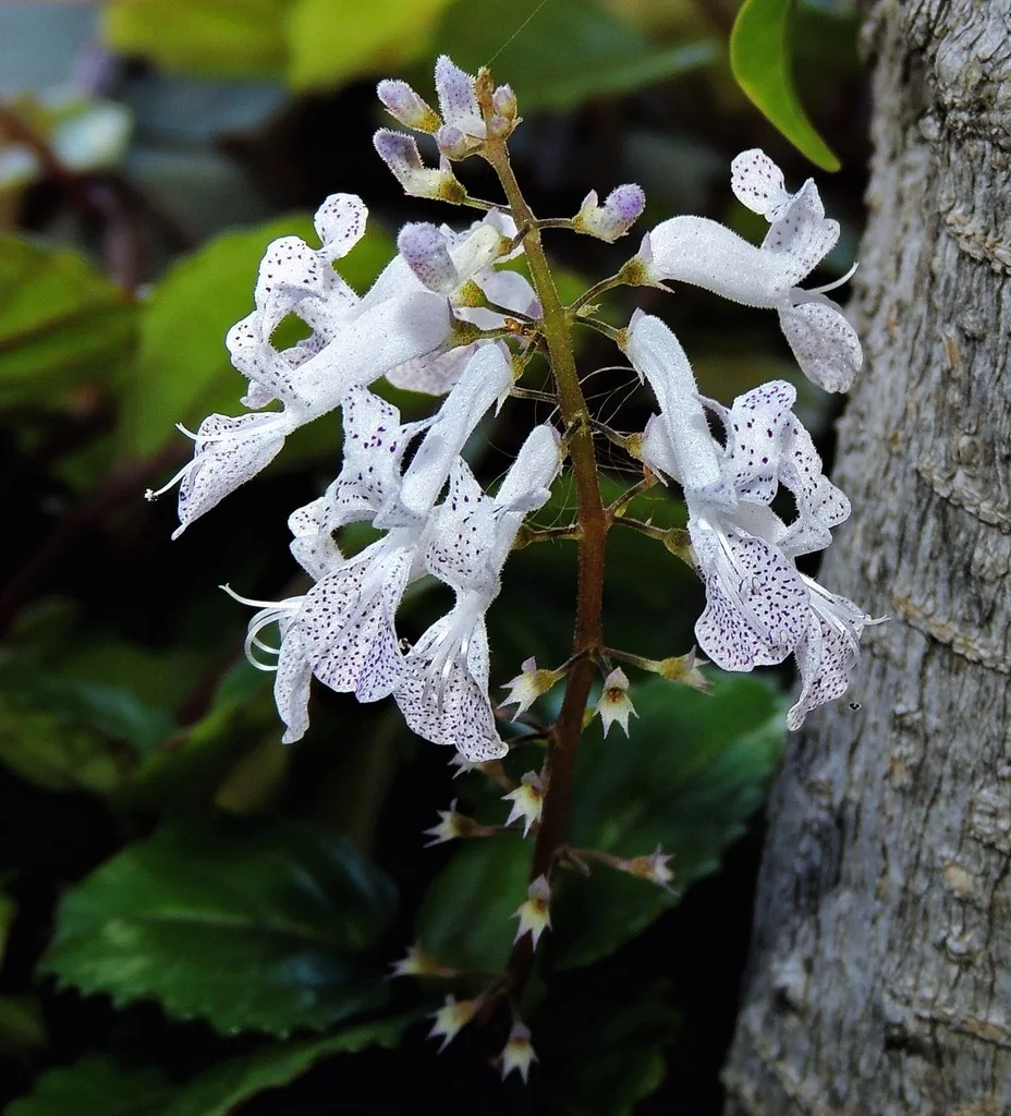 Plectranthus Verticillatus