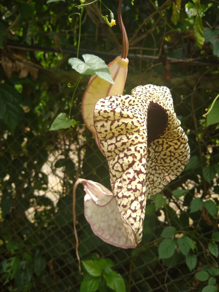 Aristolochia Grandiflora