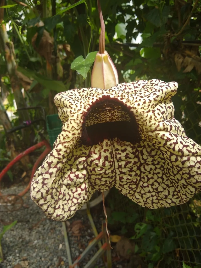 Aristolochia Grandiflora