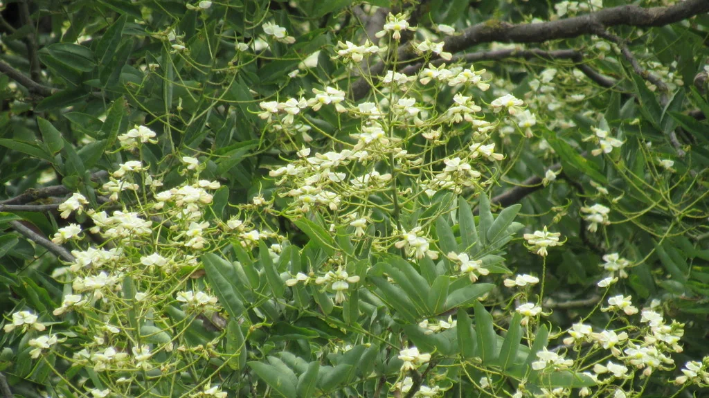 Styphnolobium Japonicum