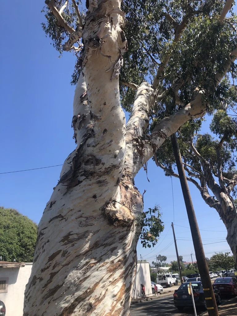 Eucalyptus Cladocalyx