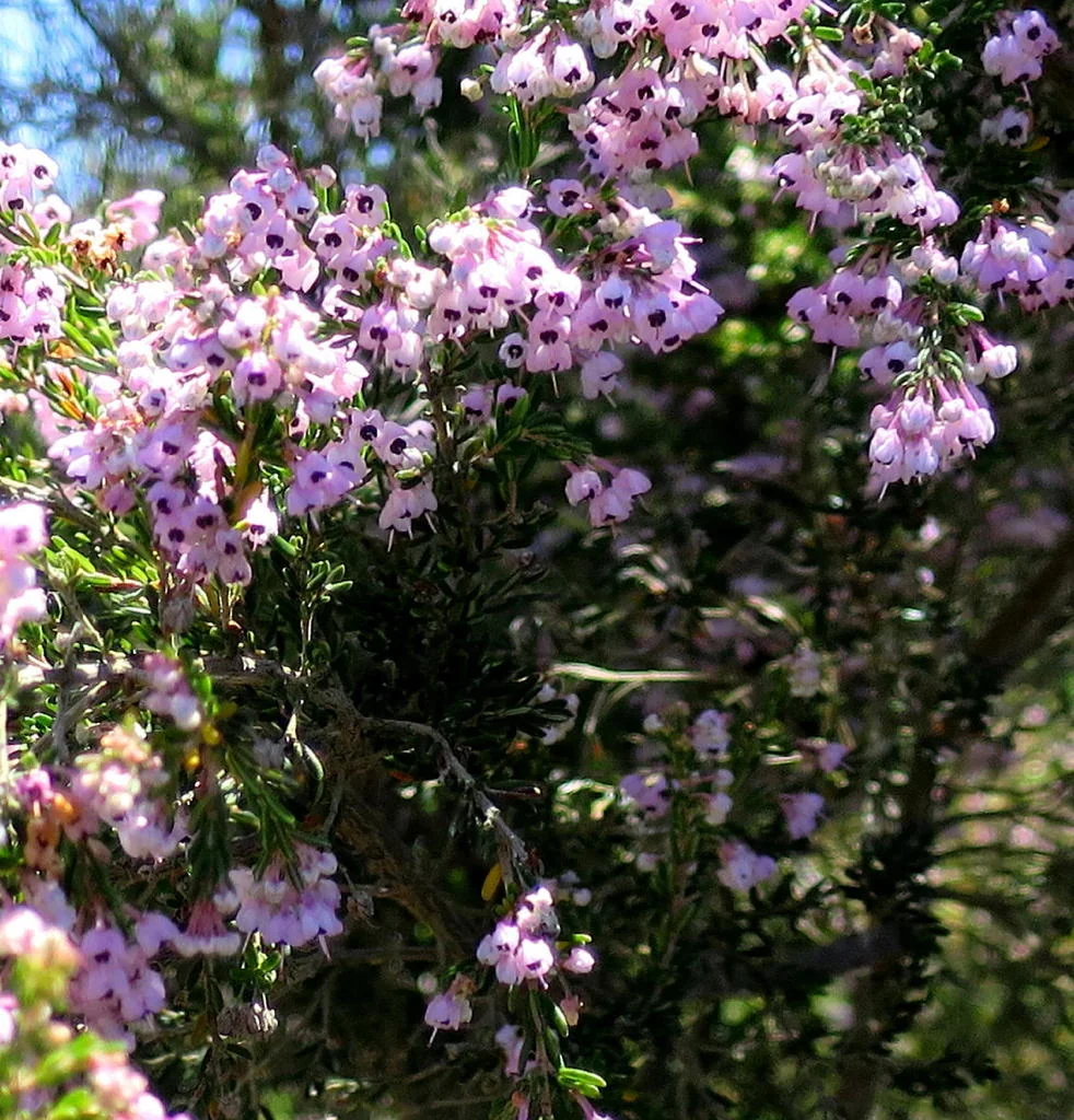 Erica Canaliculata