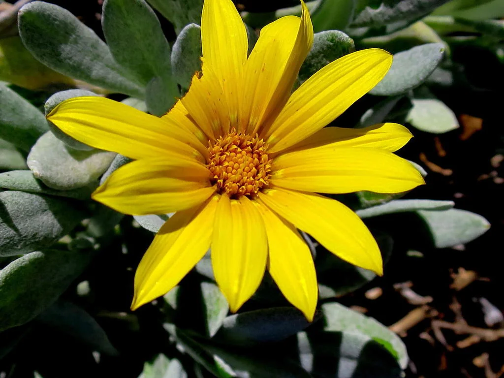 Gazania Rigens Leucolaena