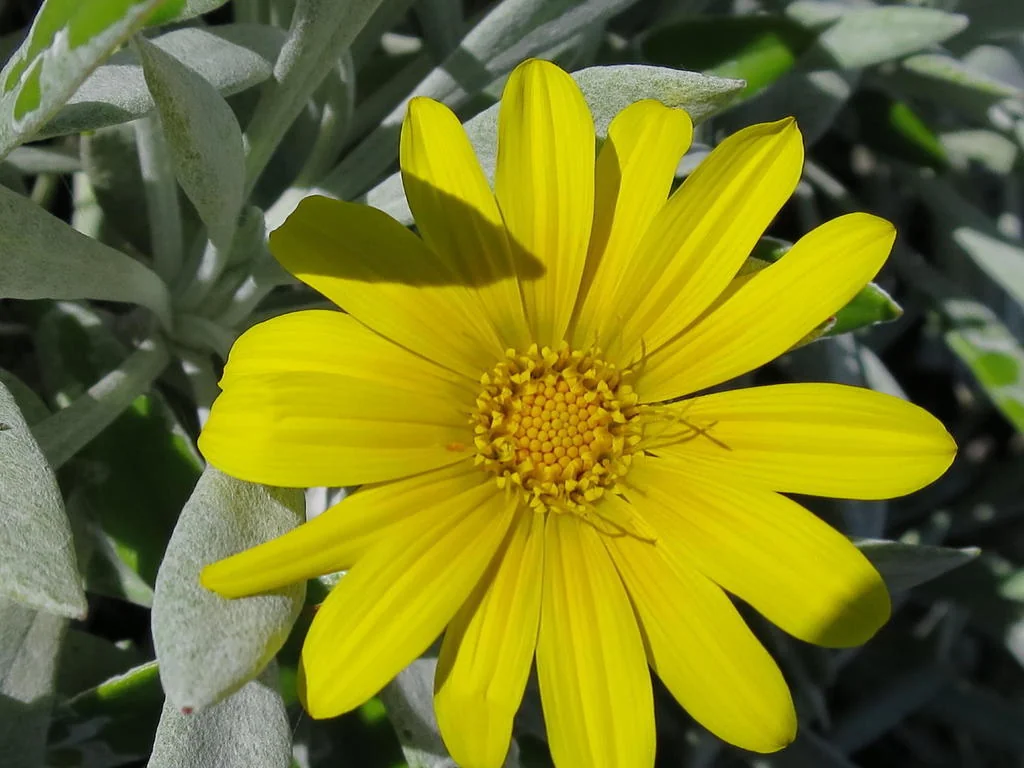 Gazania Rigens Leucolaena