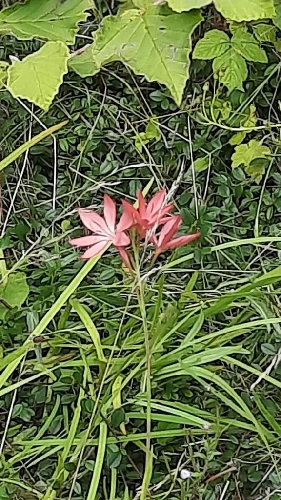 Schizostylis Coccinea