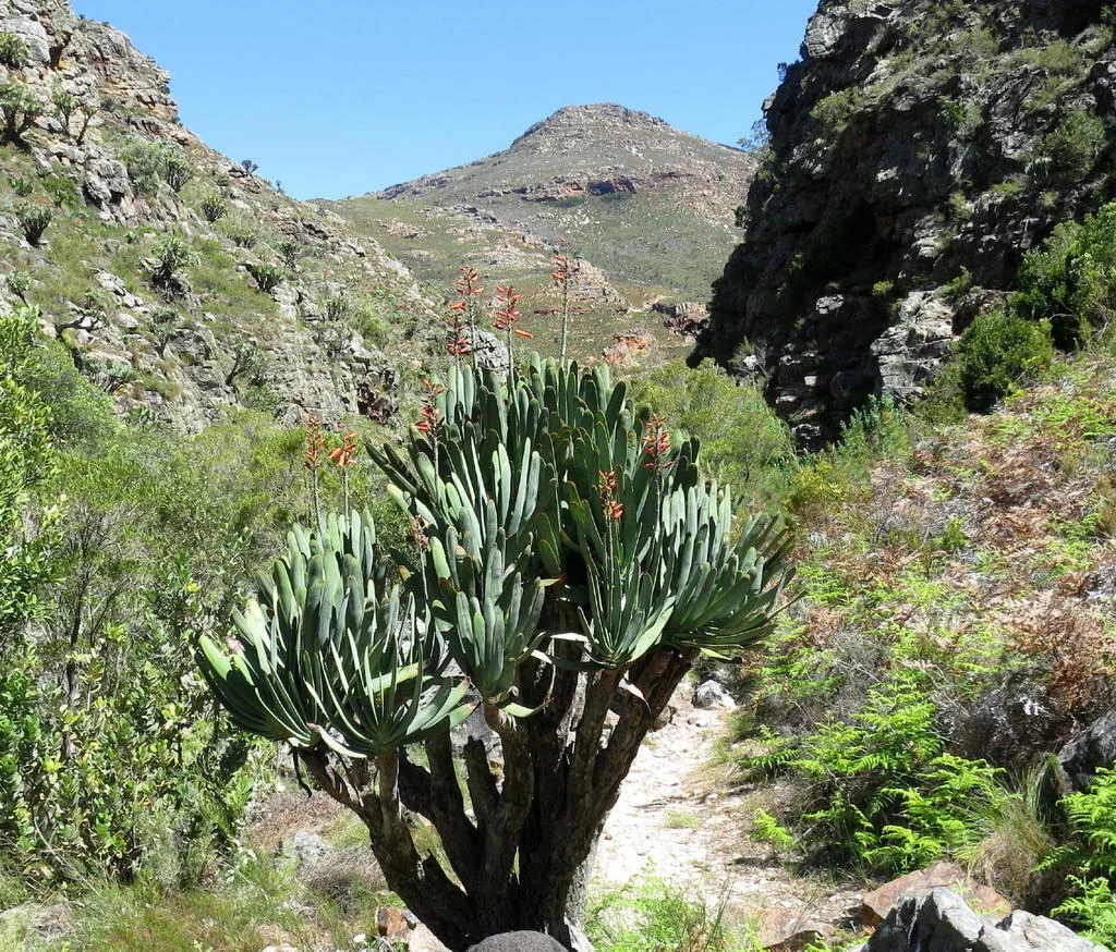 Aloe Plicatilis