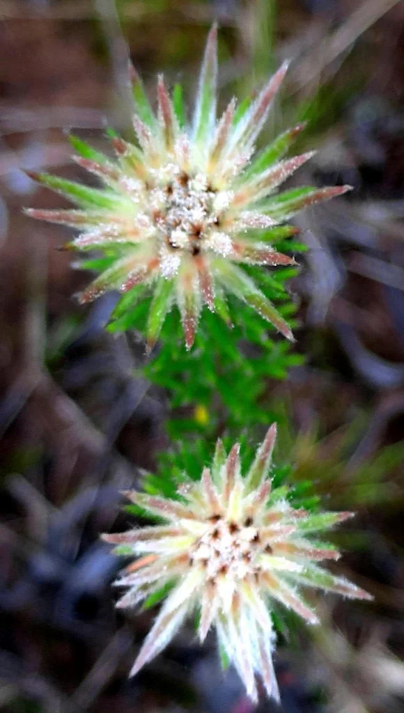 Phylica Pubescens
