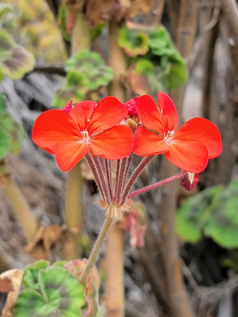 Pelargonium hortorum