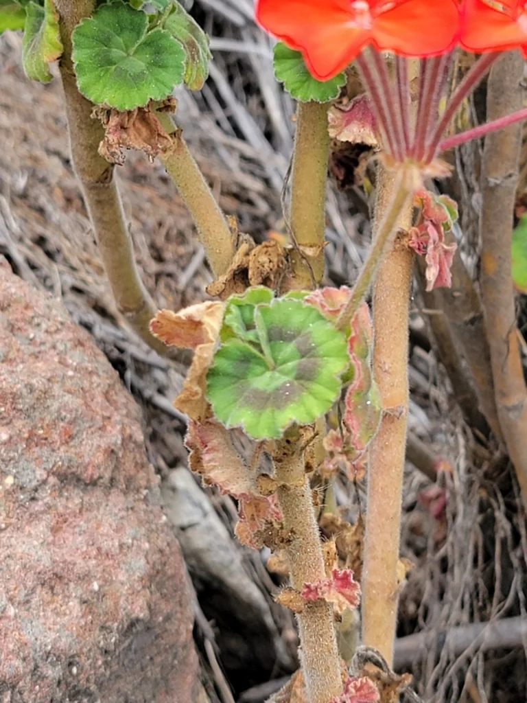 Pelargonium hortorum