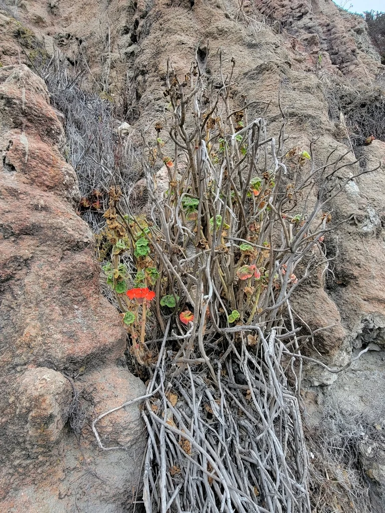 Pelargonium hortorum