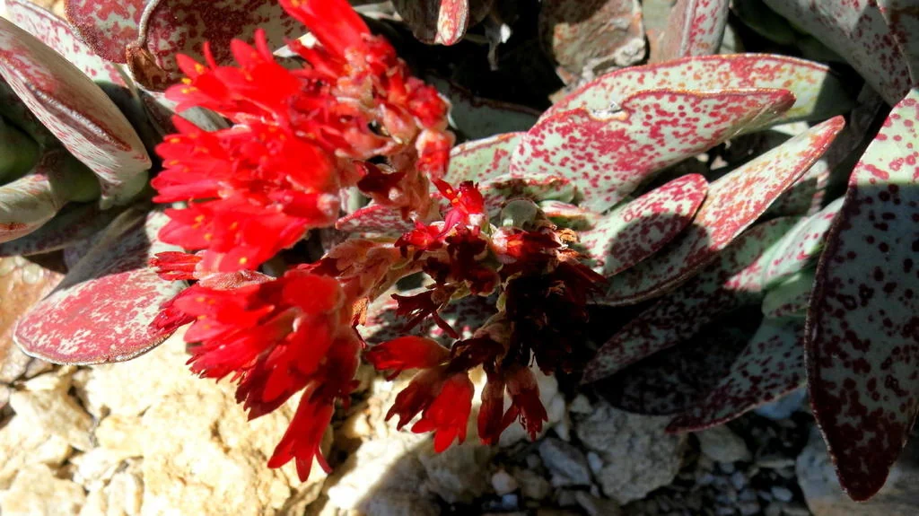 Crassula Falcata