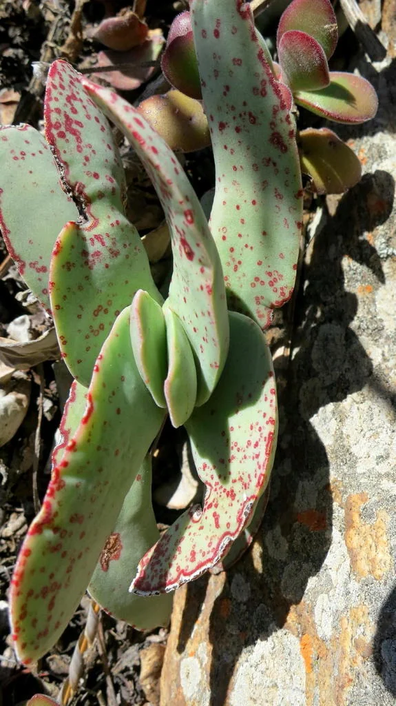 Crassula Falcata