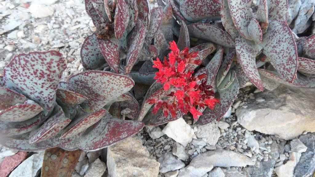 Crassula Falcata