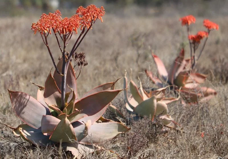 Aloe Striata