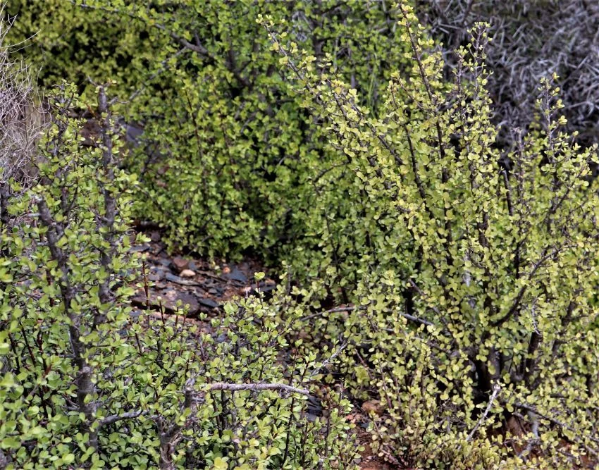 Portulacaria Afra