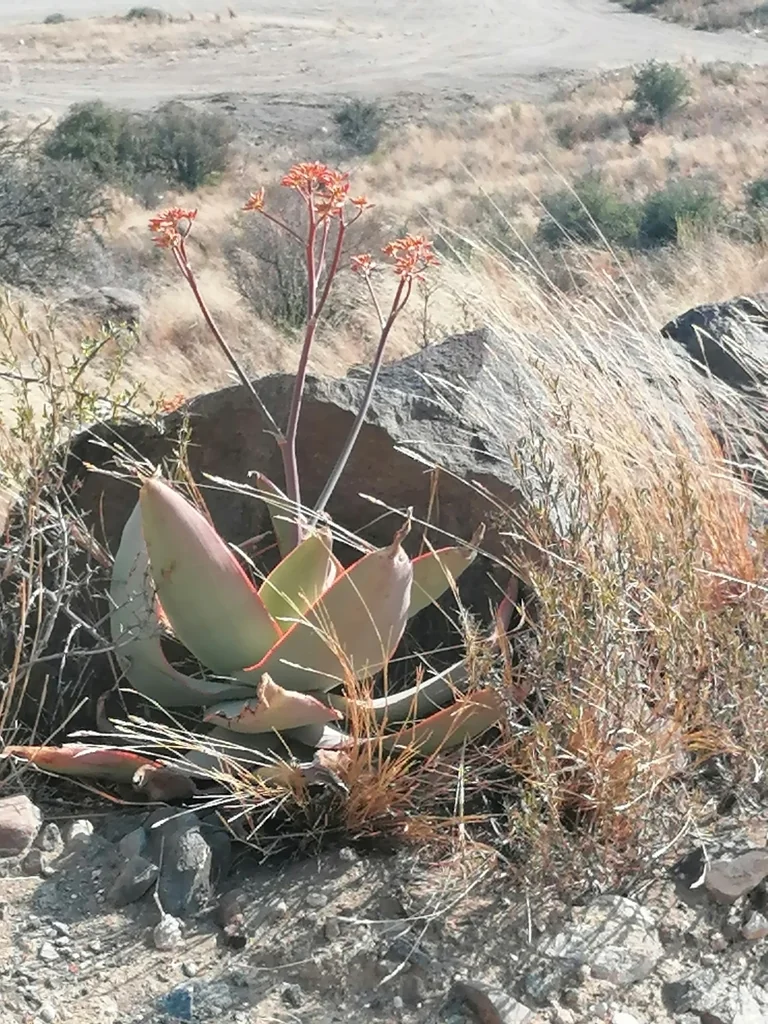 Aloe Striata