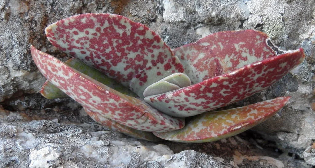 Crassula Falcata