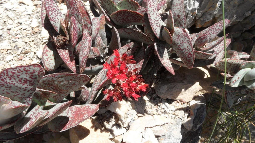 Crassula Falcata