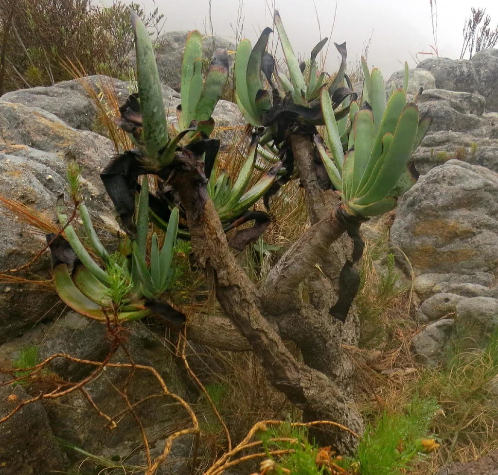 Aloe Plicatilis