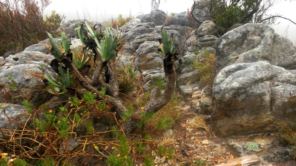 Aloe Plicatilis