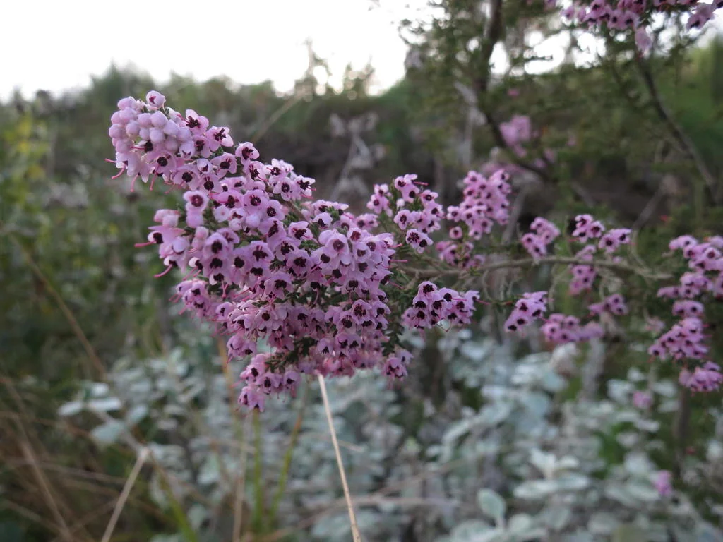 Erica Canaliculata