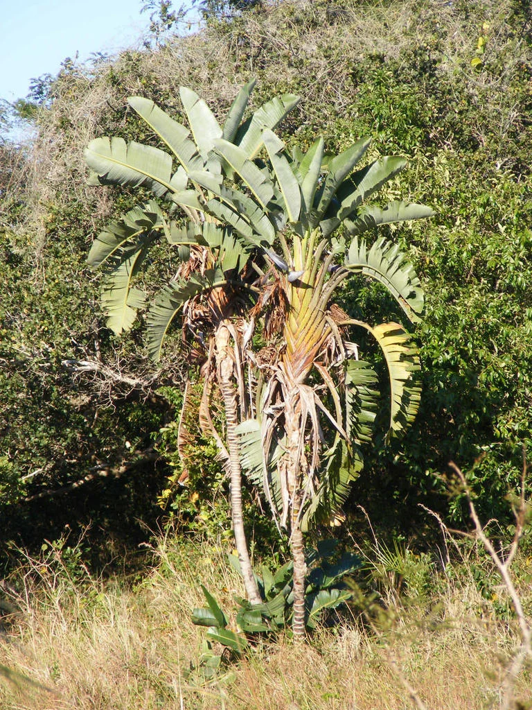 Strelitzia Nicolai